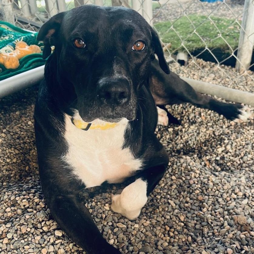 Celeste — thumbnail 2