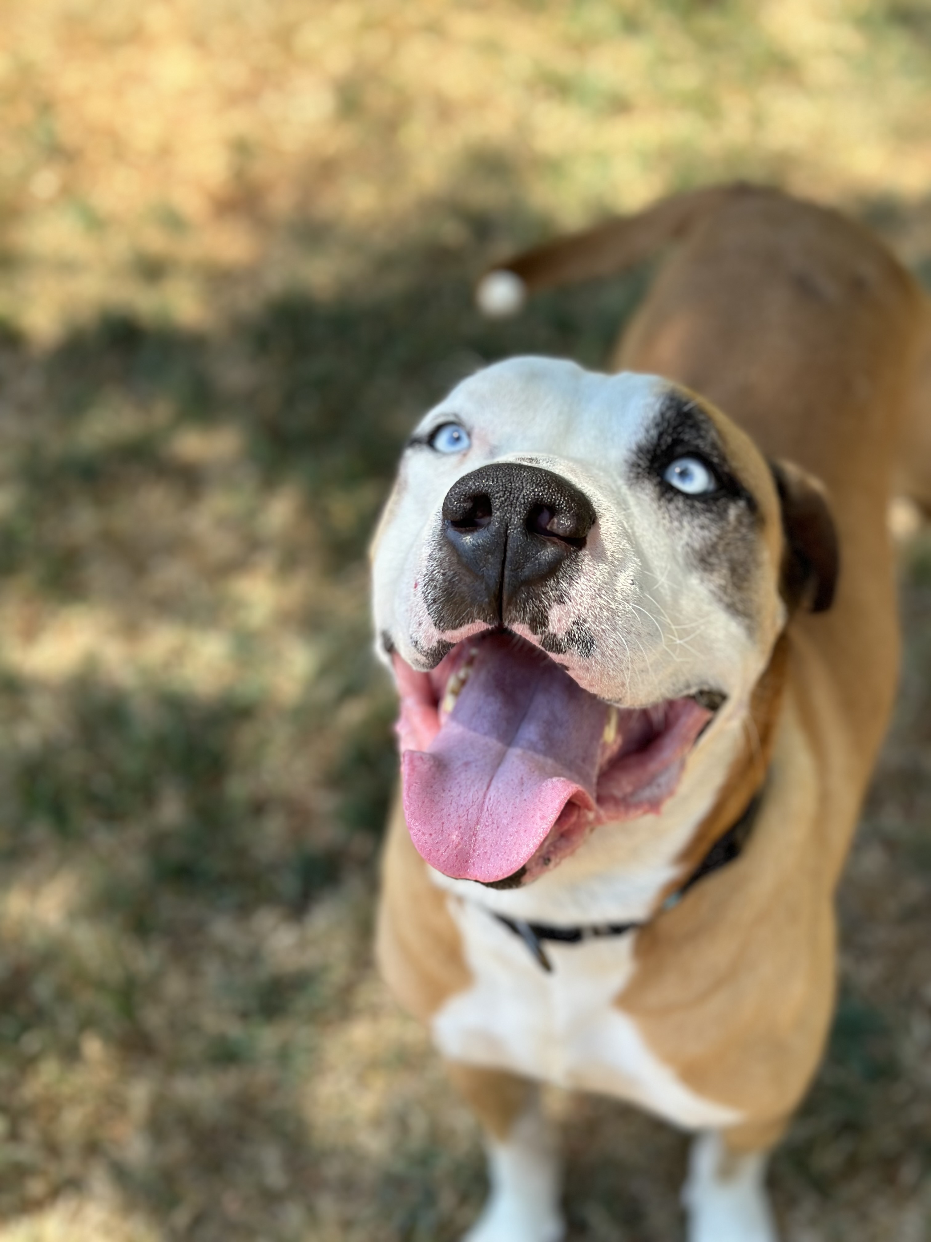 Clyde, an adoptable Pit Bull Terrier in Simi Valley, CA, 93065 | Photo Image 2
