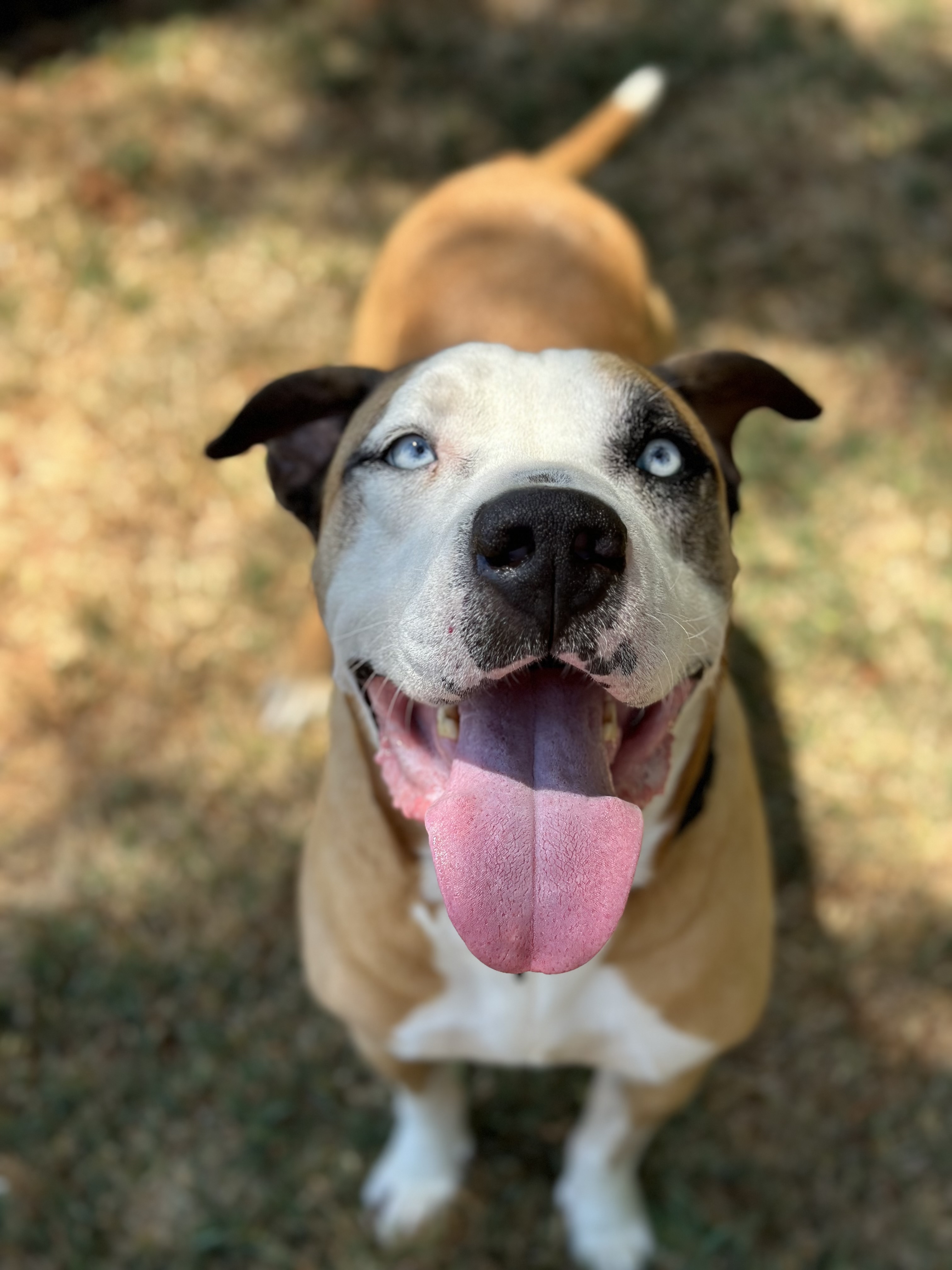 Clyde, an adoptable Pit Bull Terrier in Simi Valley, CA, 93065 | Photo Image 3