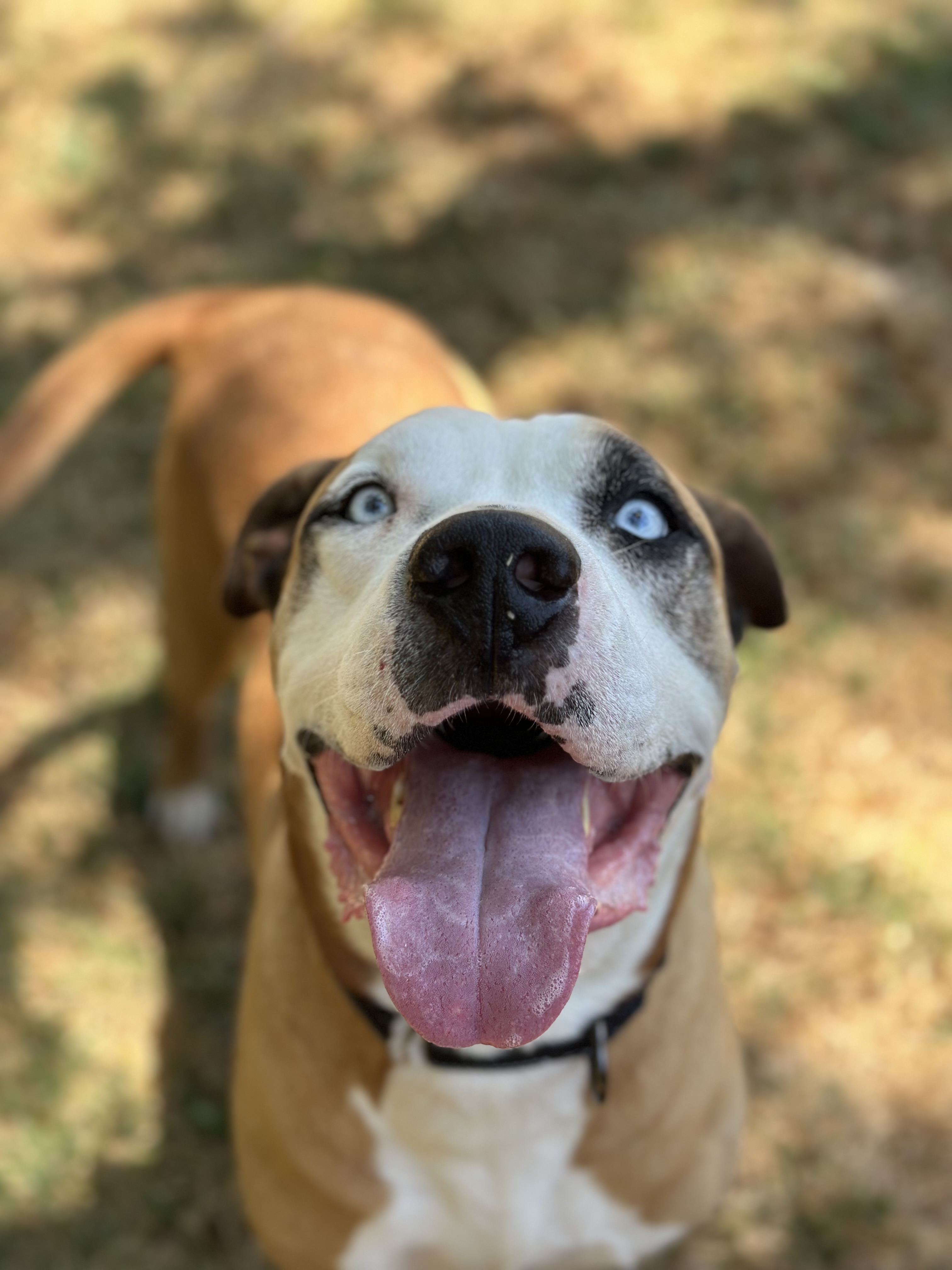 Clyde, an adoptable Pit Bull Terrier in Simi Valley, CA, 93065 | Photo Image 4