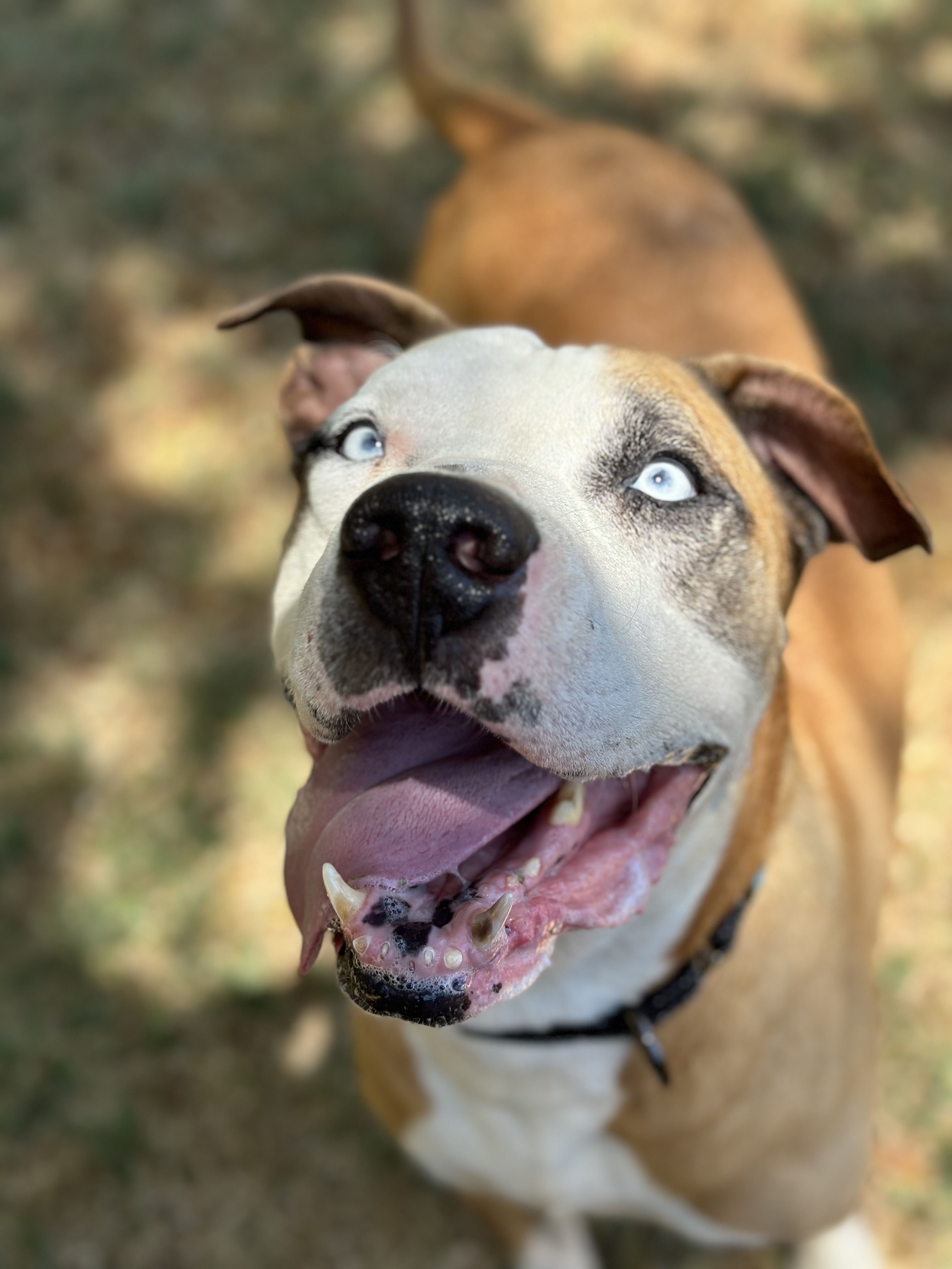Clyde, an adoptable Pit Bull Terrier in Simi Valley, CA, 93065 | Photo Image 5