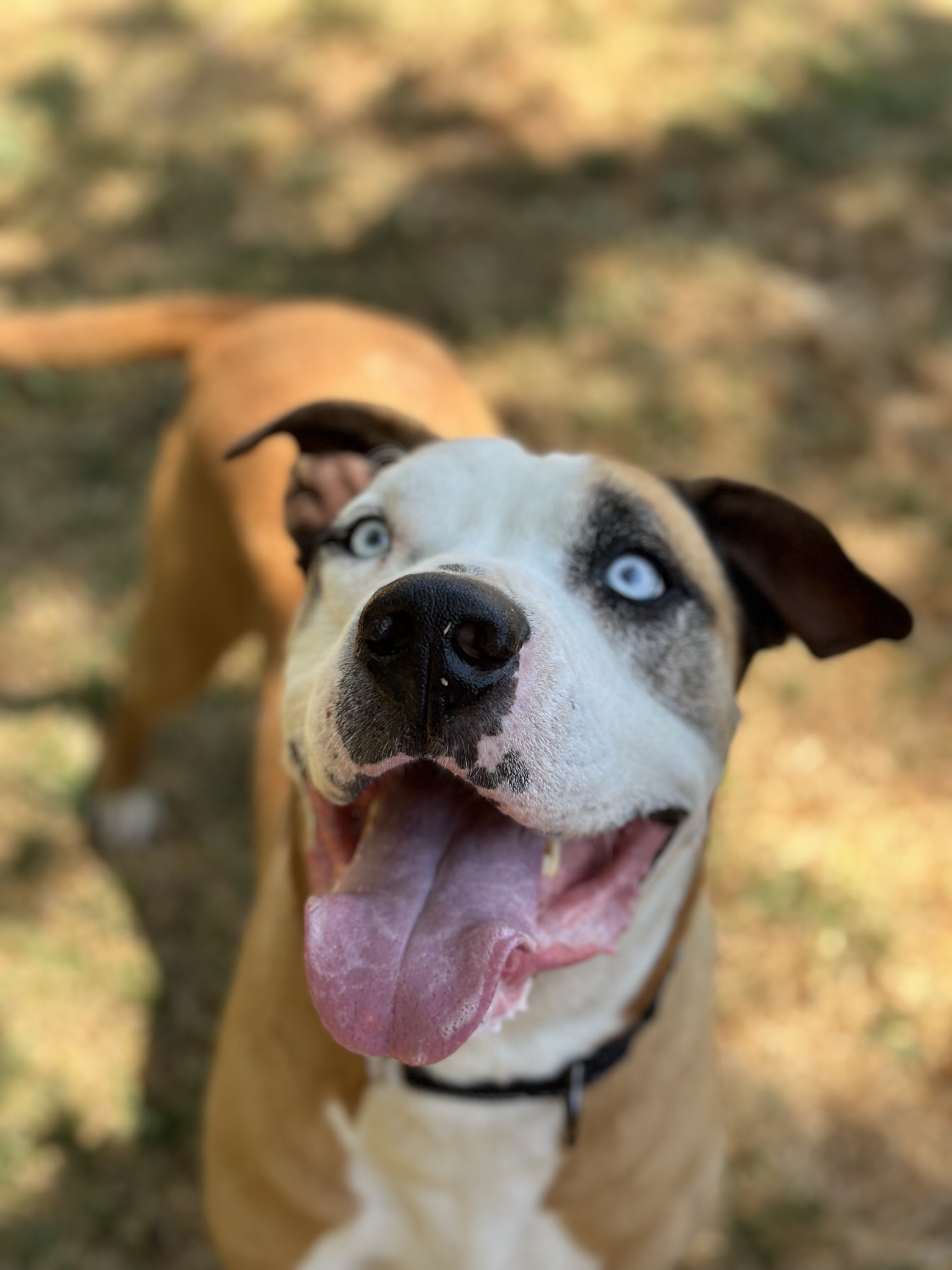 Clyde, an adoptable Pit Bull Terrier in Simi Valley, CA, 93065 | Photo Image 6