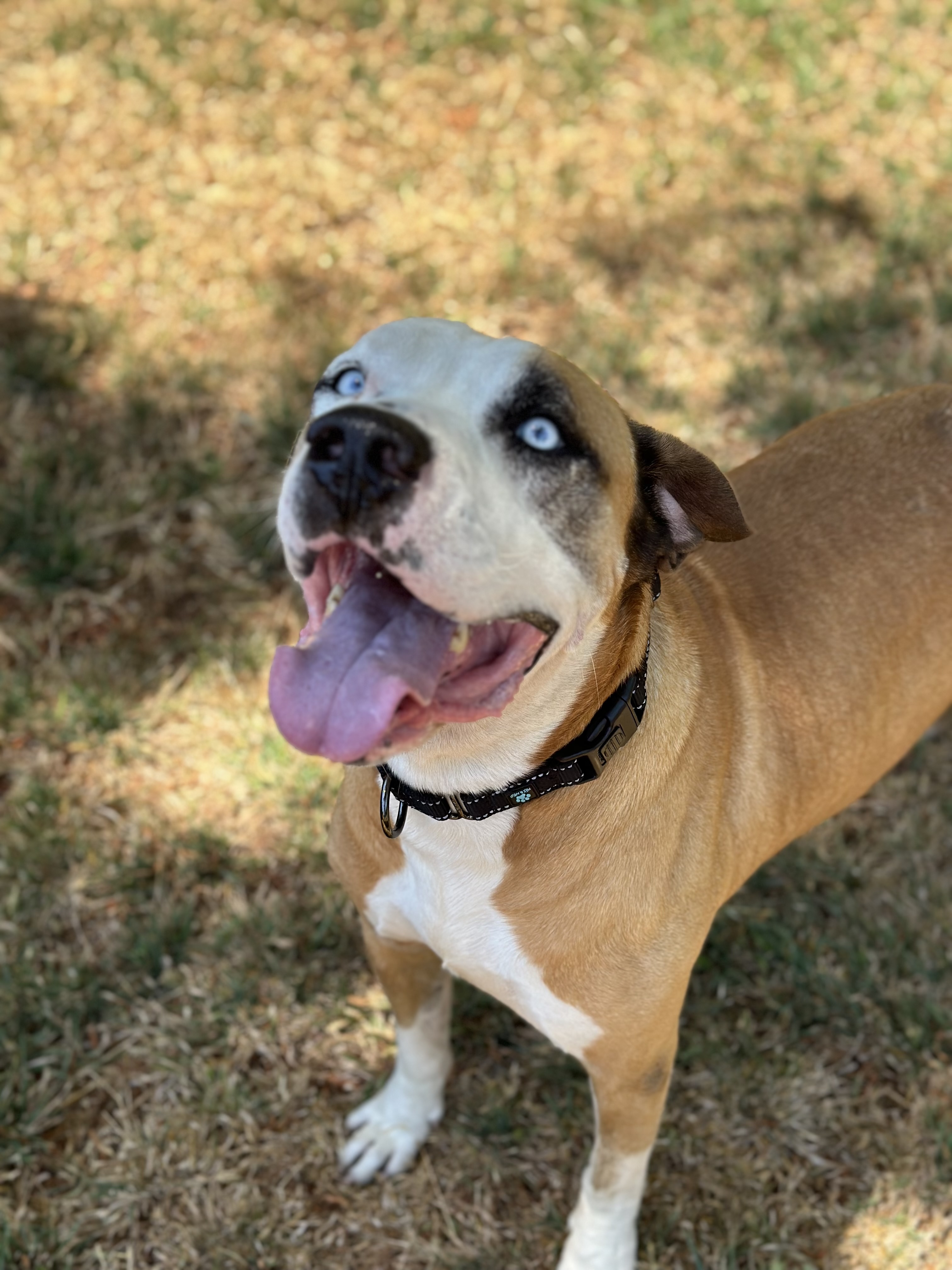 Clyde, an adoptable Pit Bull Terrier in Simi Valley, CA, 93065 | Photo Image 1