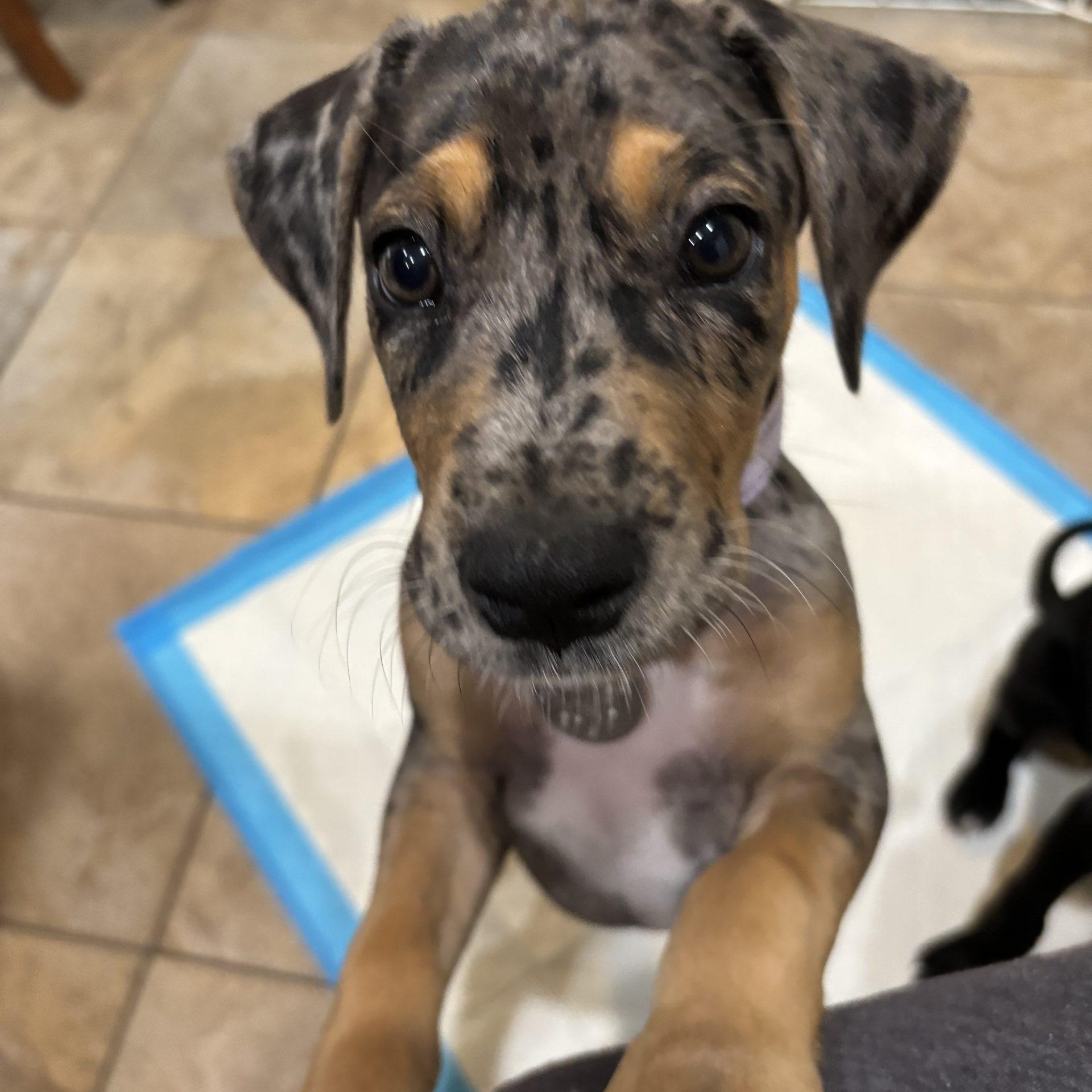 Hazel, adopted, Puppy Female Great Dane.