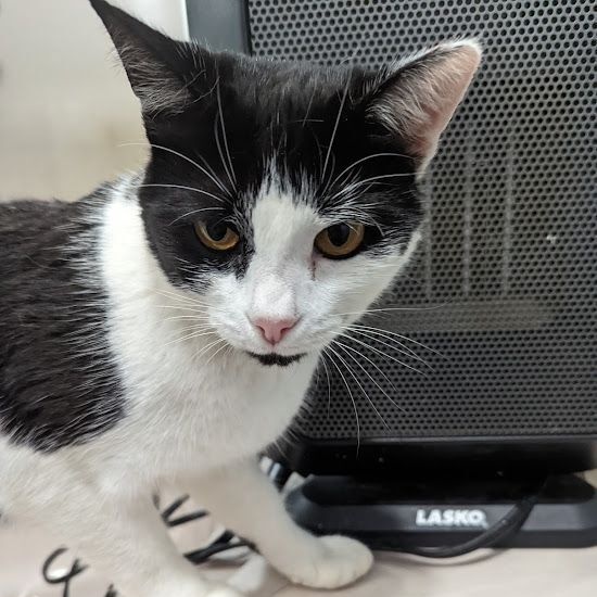 Georgia, a Adoptable Tuxedo in Marion, NC image 1/10