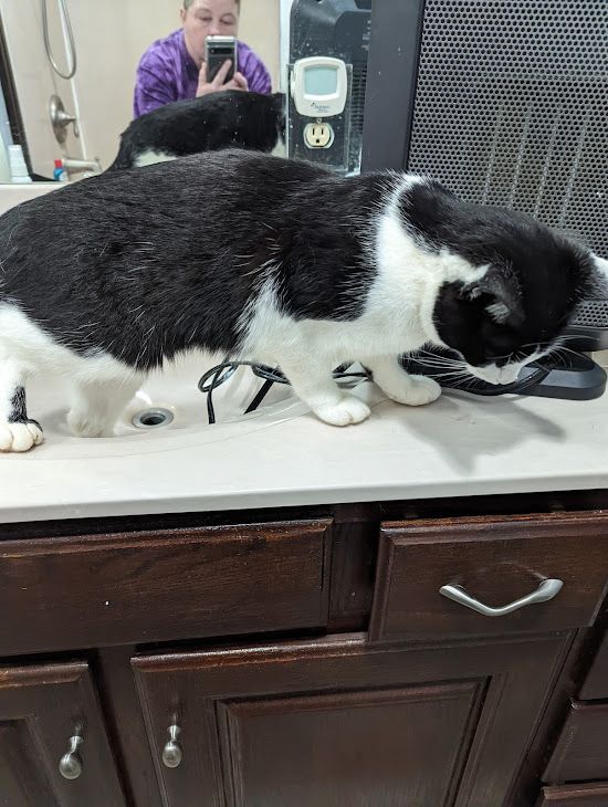 Georgia, a Adoptable Tuxedo in Marion, NC image 2/10