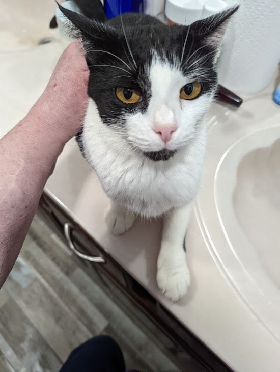 Georgia, a Adoptable Tuxedo in Marion, NC image 3/10