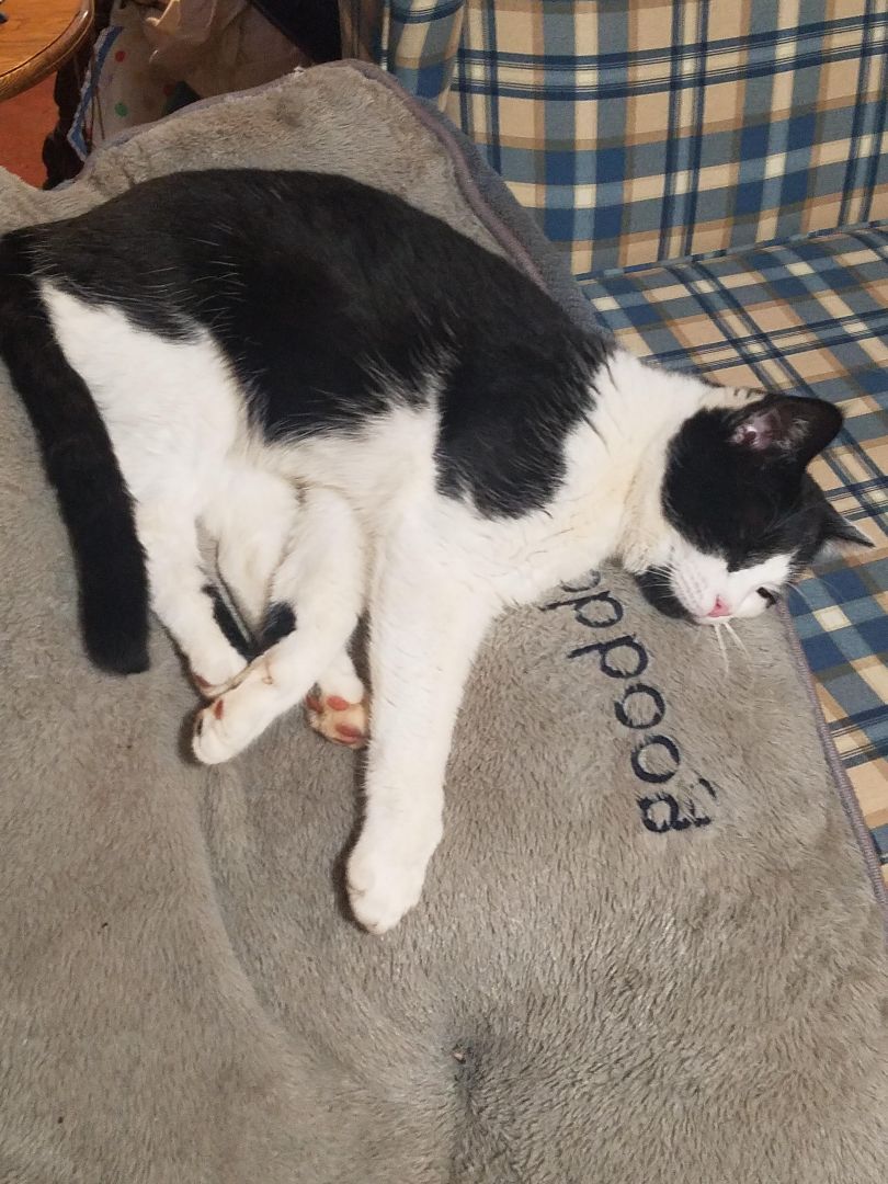 Georgia, a Adoptable Tuxedo in Marion, NC image 4/10