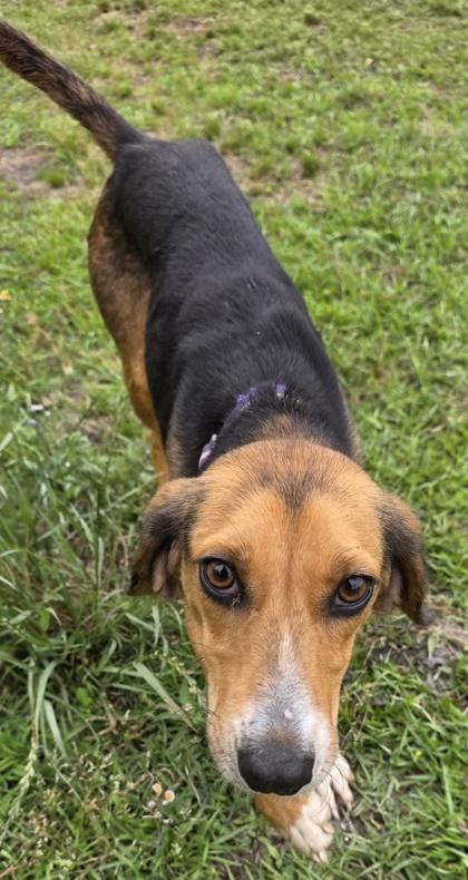 Shamrock (HW+), Adoptable, Young Female Hound & Mixed Breed.