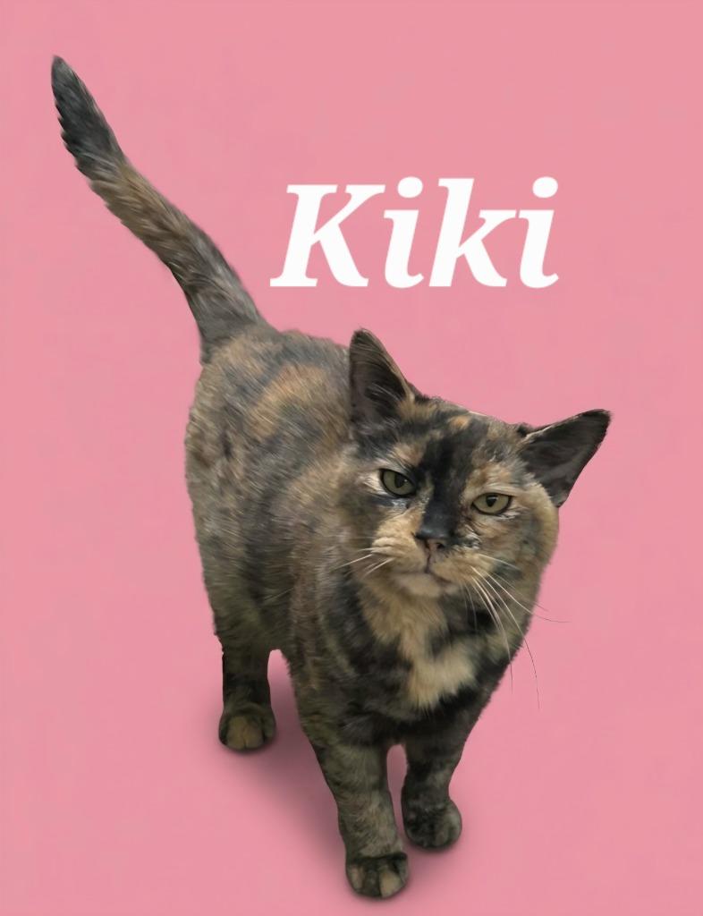 Enlarge Kiki, a Adoptable Domestic Short Hair in Rutherfordton, NC image 1/5