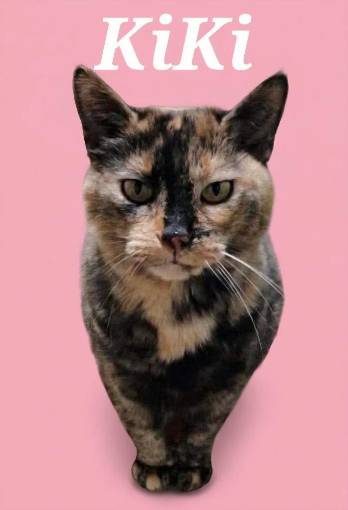 Enlarge Kiki, a Adoptable Domestic Short Hair in Rutherfordton, NC image 5/5