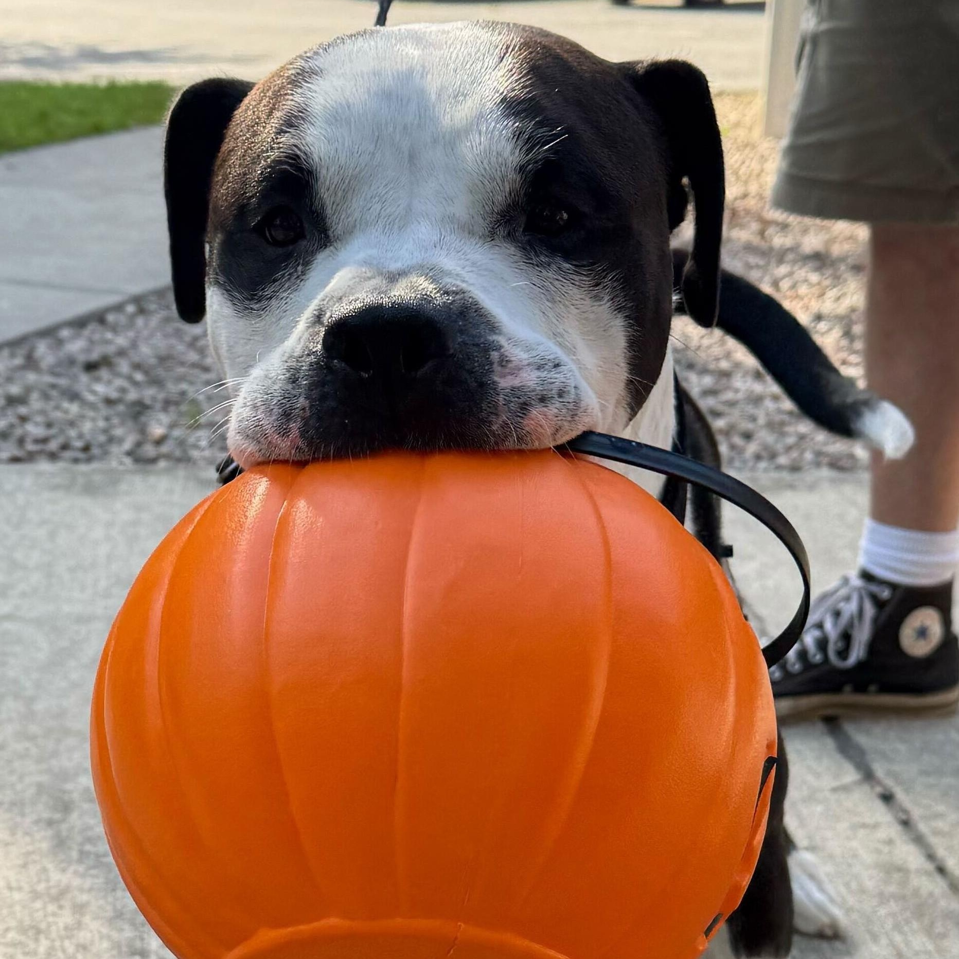 Moose, a Adoptable mixed breed in Nantucket, MA image 5/5