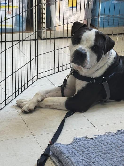 Moose, a Adoptable mixed breed in Nantucket, MA image 4/5