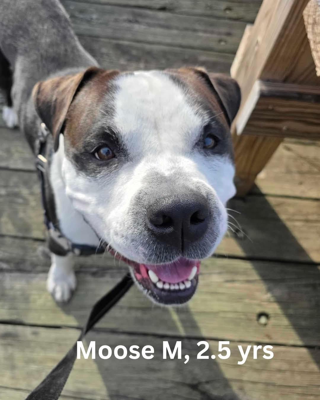 Moose, a Adoptable mixed breed in Nantucket, MA image 1/5