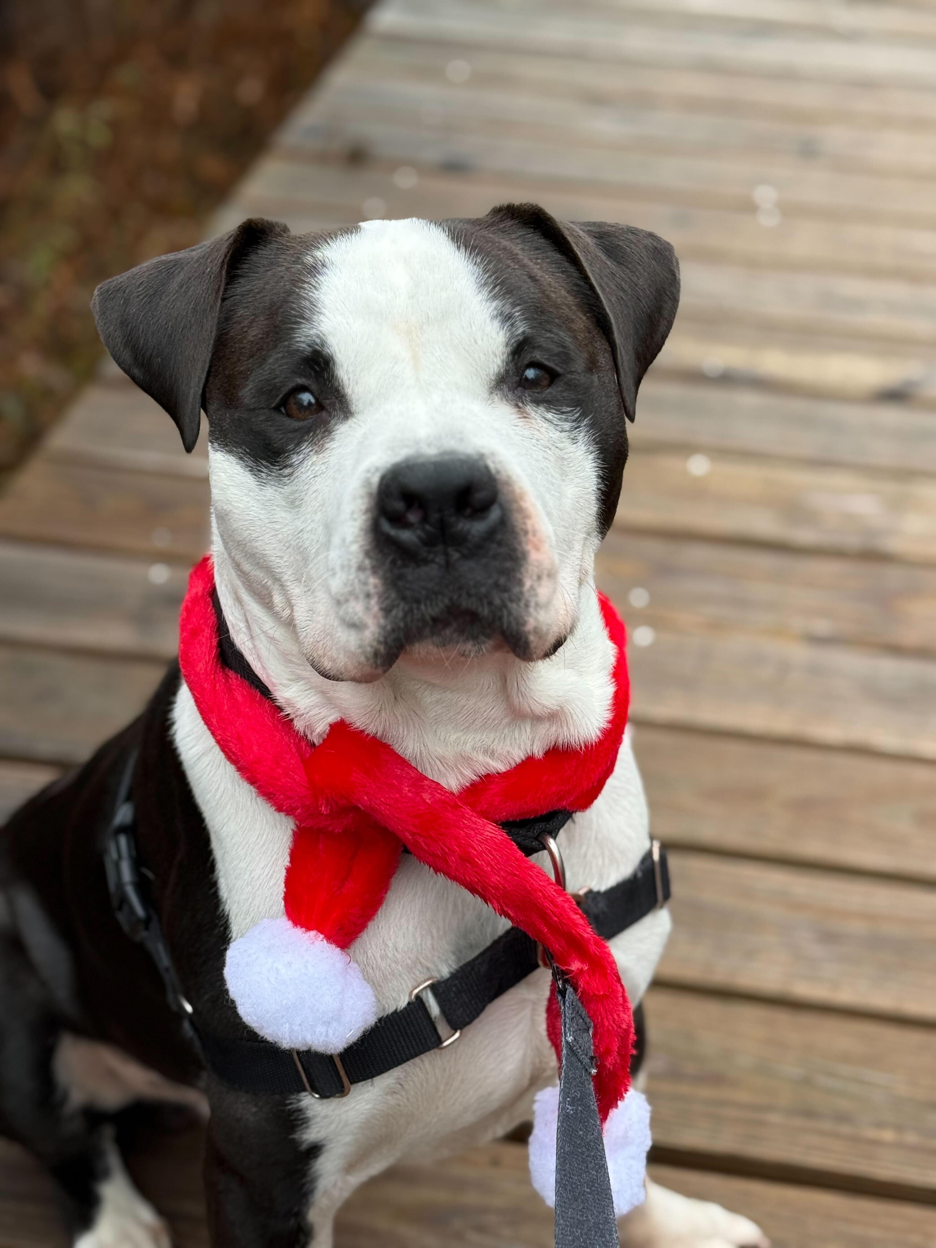 Moose, a Adoptable mixed breed in Nantucket, MA image 2/5