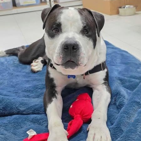 Moose, a Adoptable mixed breed in Nantucket, MA image 3/5