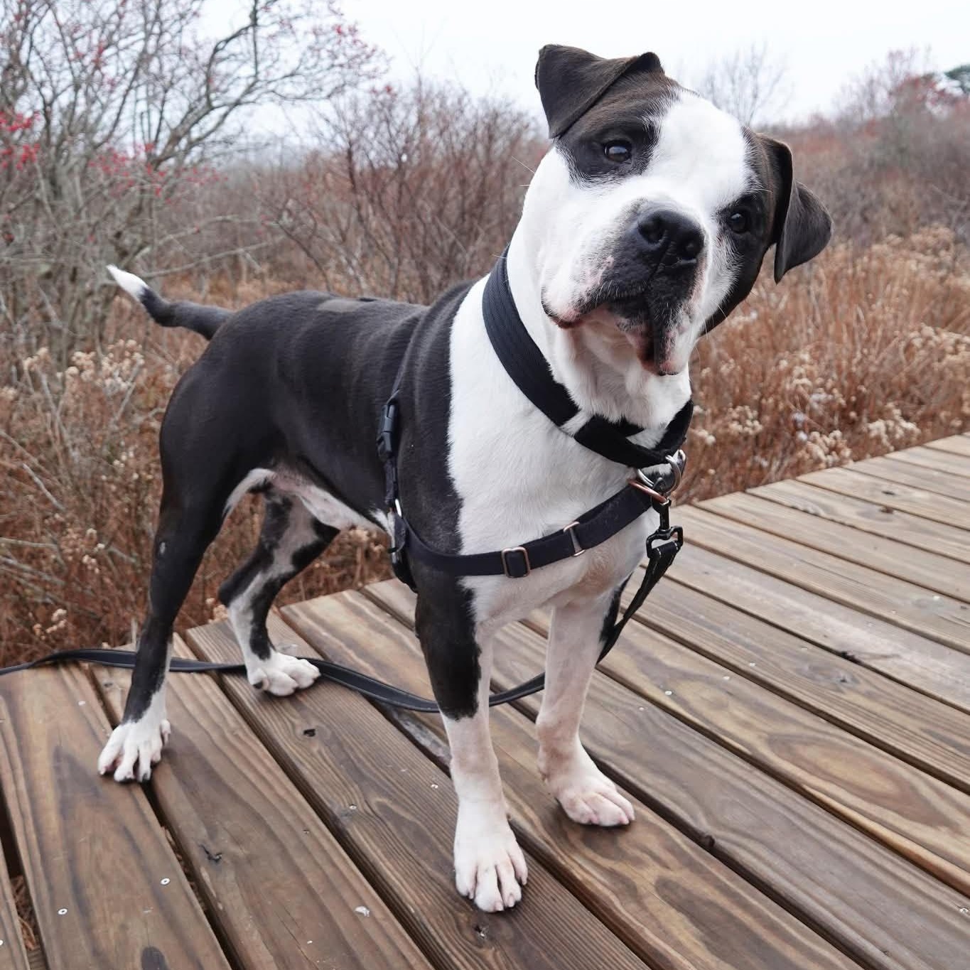 Moose, a Adoptable mixed breed in Nantucket, MA image 1/5