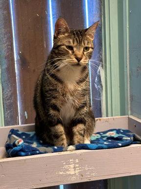 Enlarge Shirley, a Adoptable Domestic Short Hair in Jackson, MS image 1/2