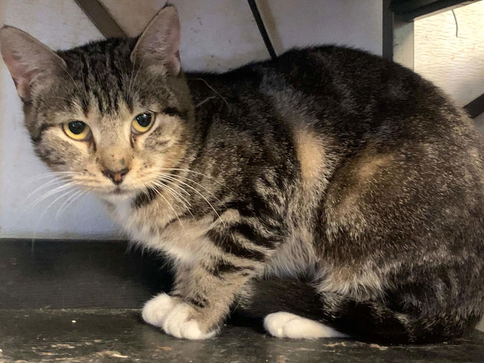 Enlarge Shirley, a Adoptable Domestic Short Hair in Jackson, MS image 2/2