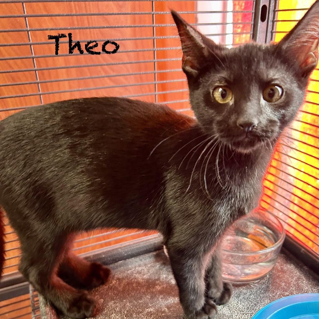 Theo, Adoptable, Kitten Male Domestic Short Hair.