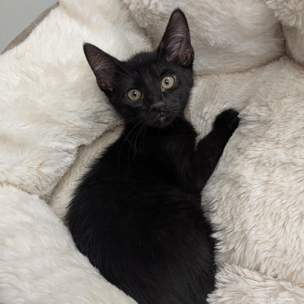Theo, Adoptable, Kitten Male Domestic Short Hair.