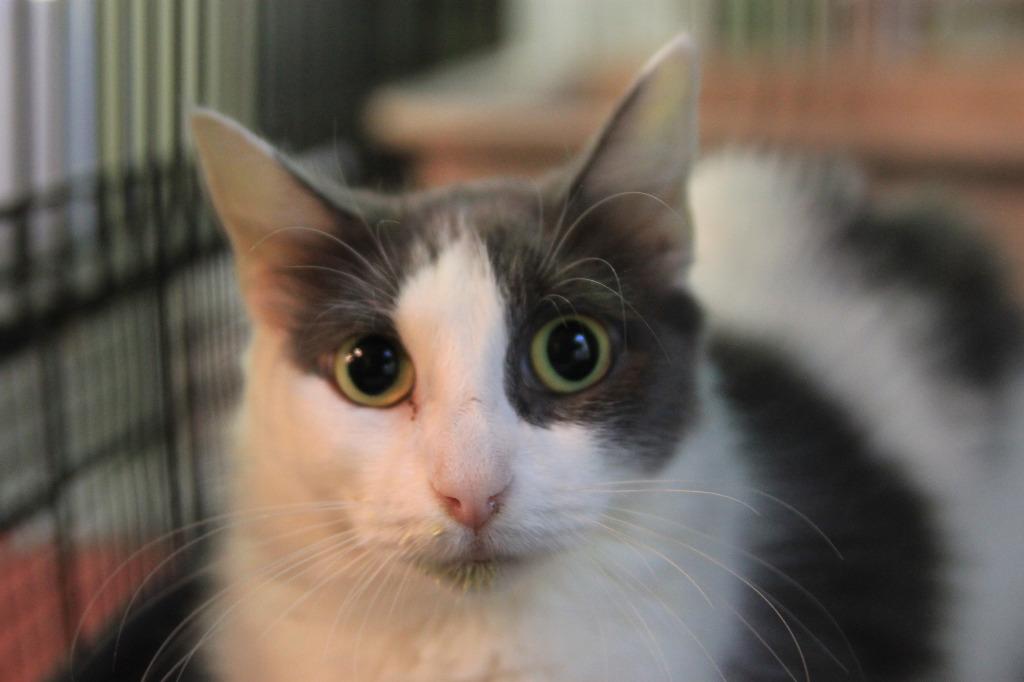 Blanca, Adoptable, Adult Female Domestic Medium Hair.
