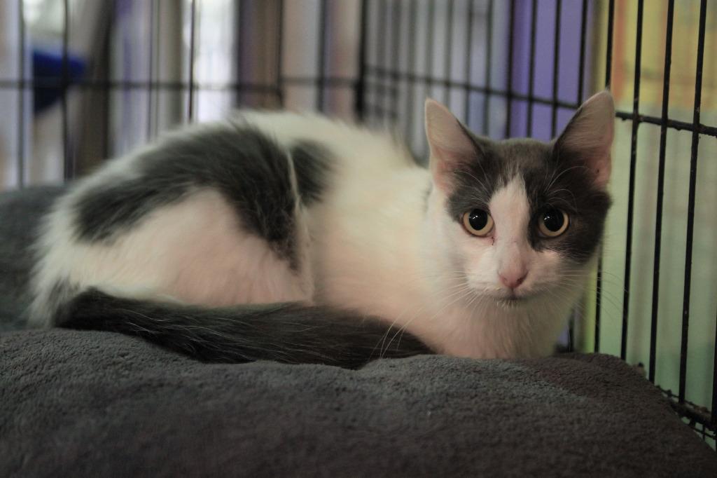 Enlarge Blanca, a Adoptable mixed breed in Pittsboro, NC image 2/2