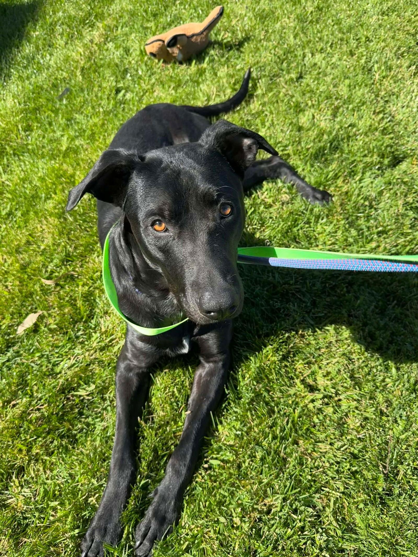 Creed, Adoptable, Adult Male Labrador Retriever.