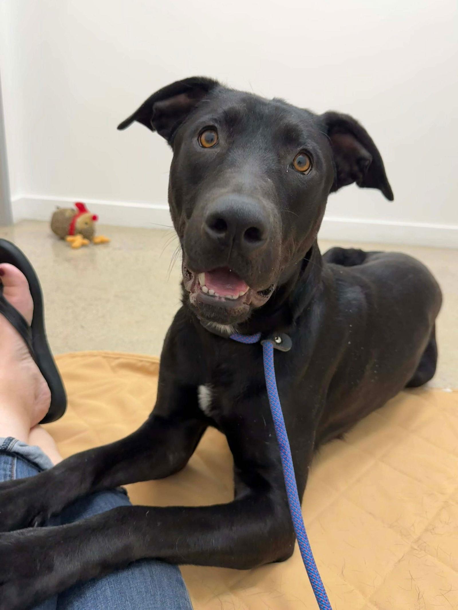Enlarge Creed, a Adoptable Labrador Retriever in San Diego, CA image 2/3