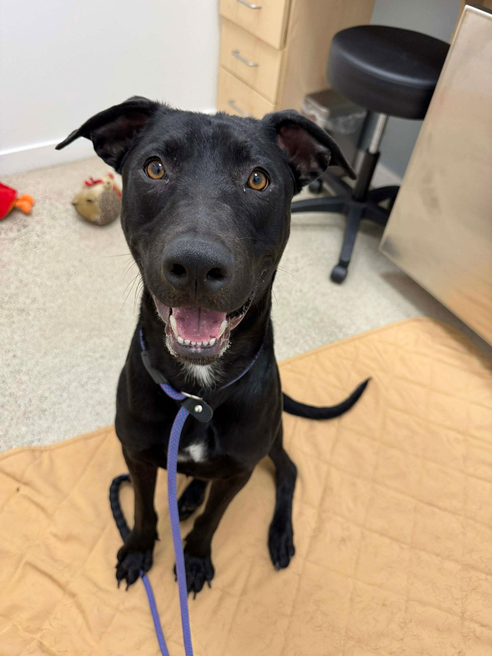 Enlarge Creed, a Adoptable Labrador Retriever in San Diego, CA image 3/3