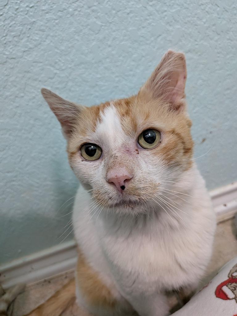 Big Mack, Adoptable, Adult Male Domestic Short Hair.