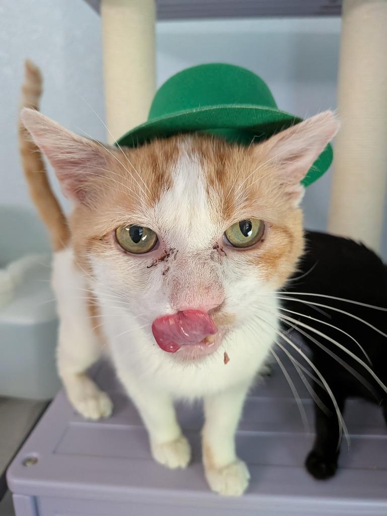 Enlarge Big Mack, a Adoptable mixed breed in San Antonio, TX image 2/5