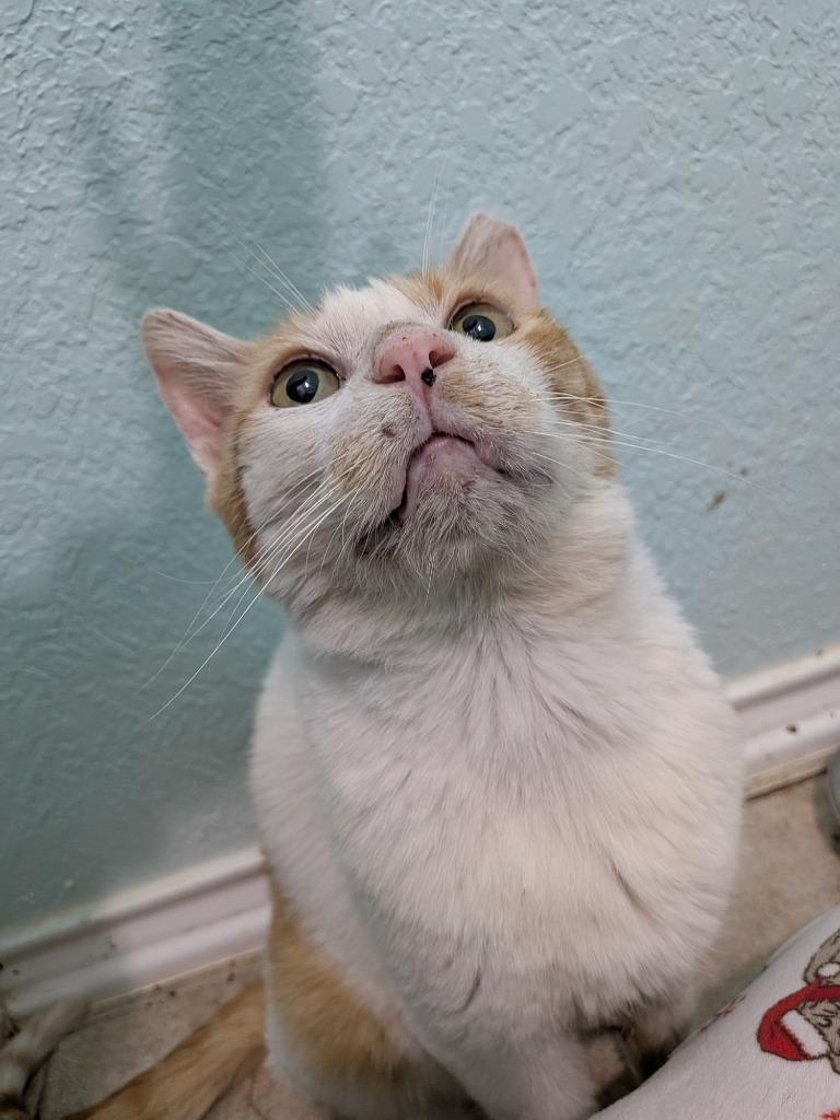 Enlarge Big Mack, a Adoptable mixed breed in San Antonio, TX image 3/5