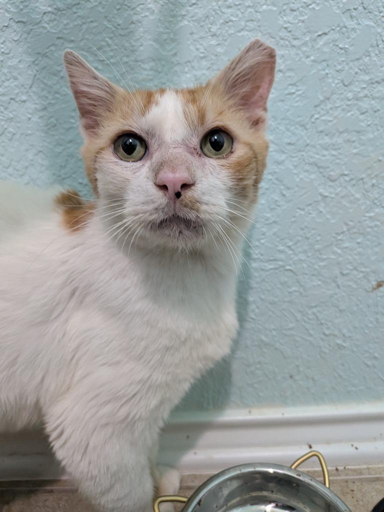 Enlarge Big Mack, a Adoptable mixed breed in San Antonio, TX image 4/5