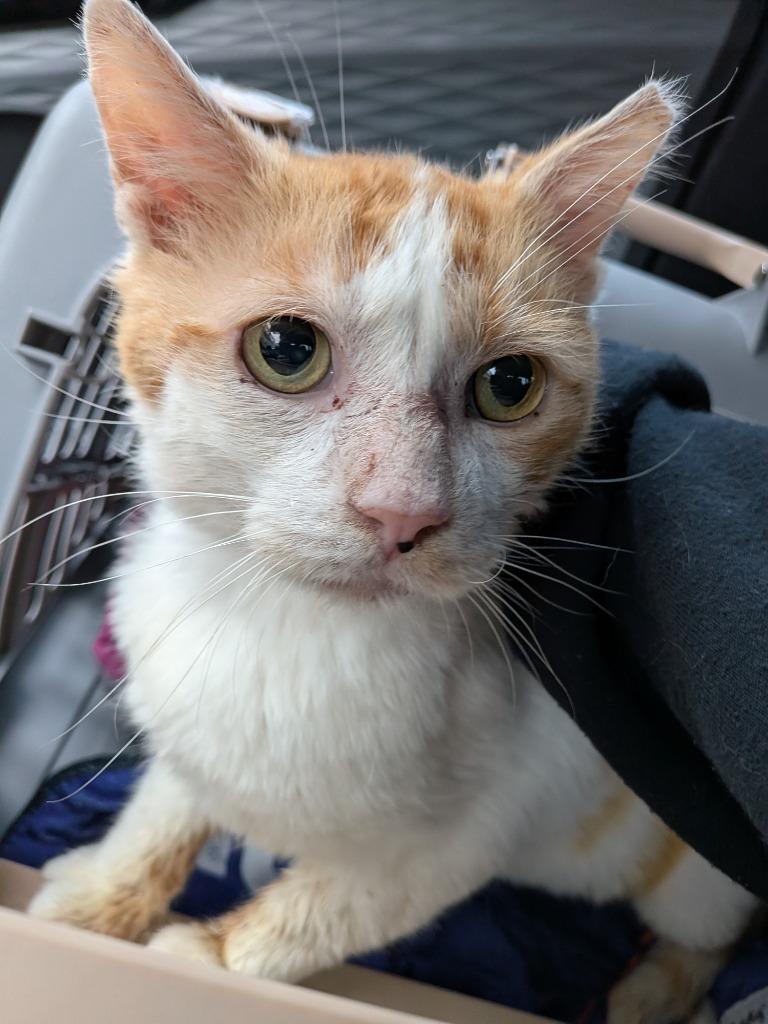 Enlarge Big Mack, a Adoptable mixed breed in San Antonio, TX image 5/5