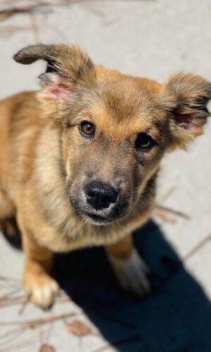 AC-4905 "Chancey", adopted, Young Male Shepherd.