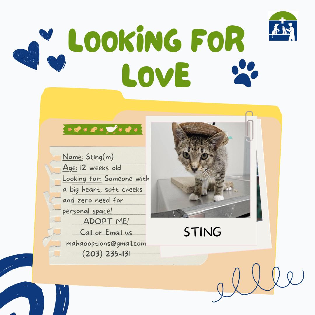 Sting, Adopted, Kitten Male Tabby.