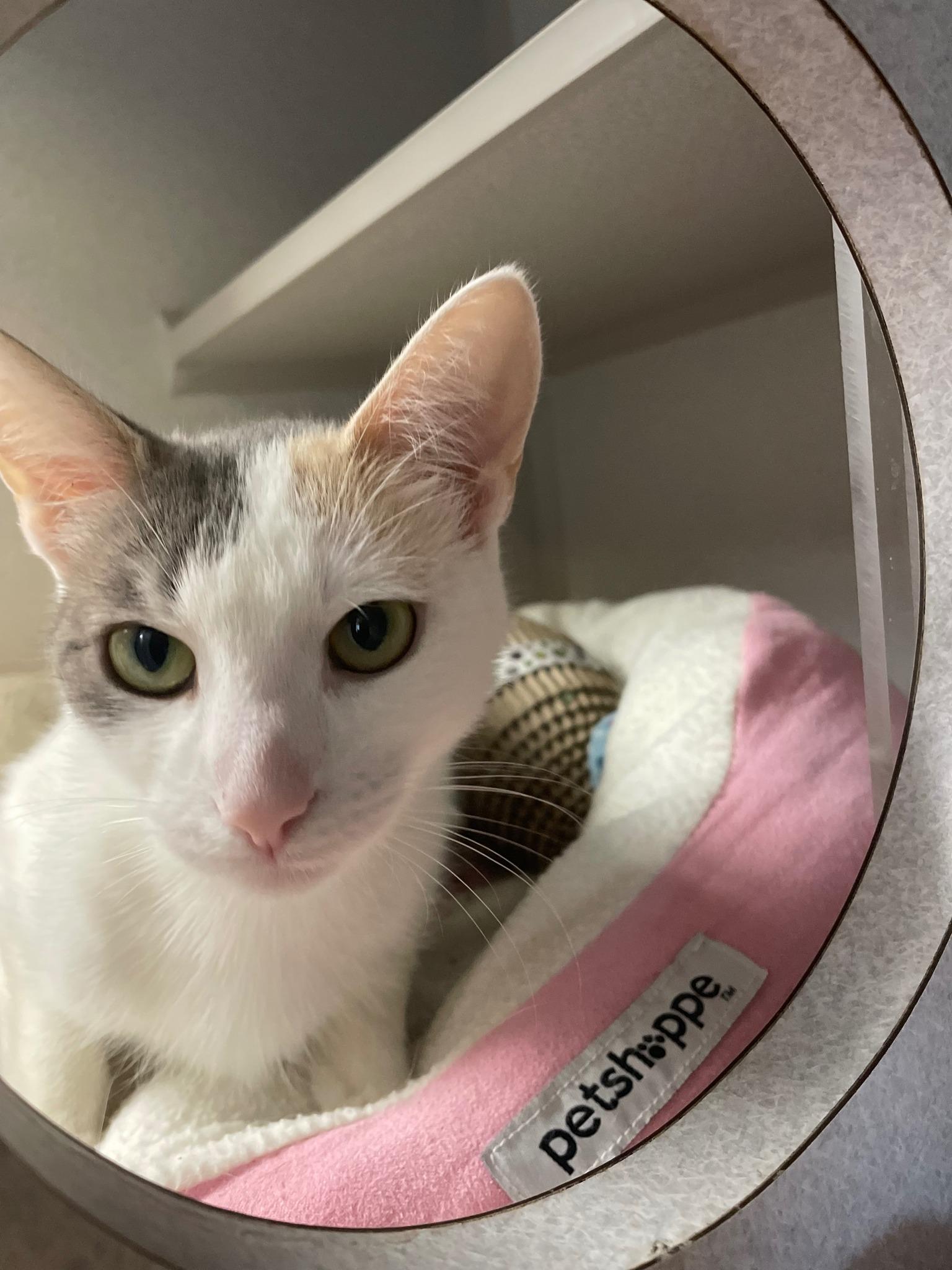 Hibiscus, a Adoptable Domestic Short Hair in Sterling Heights, MI image 2/2