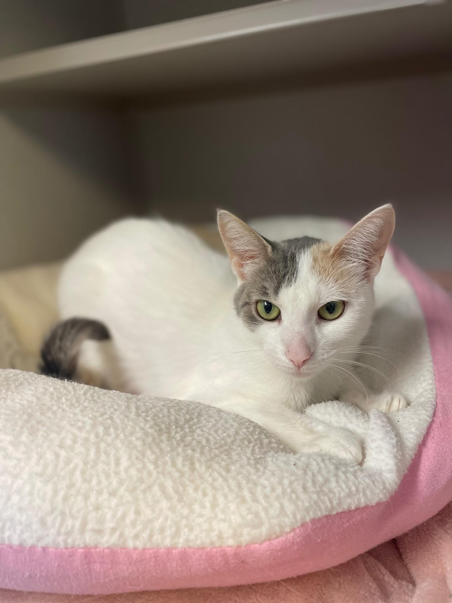 Hibiscus, Adoptable, Young Female Domestic Short Hair.