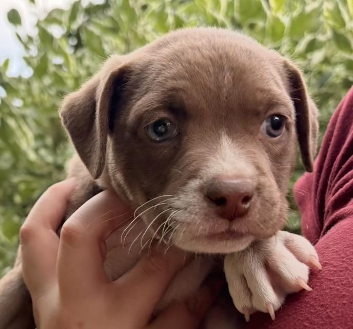Enlarge Marigold Winner - Local Pup, a Adoptable mixed breed in Andover, MA image 1/4