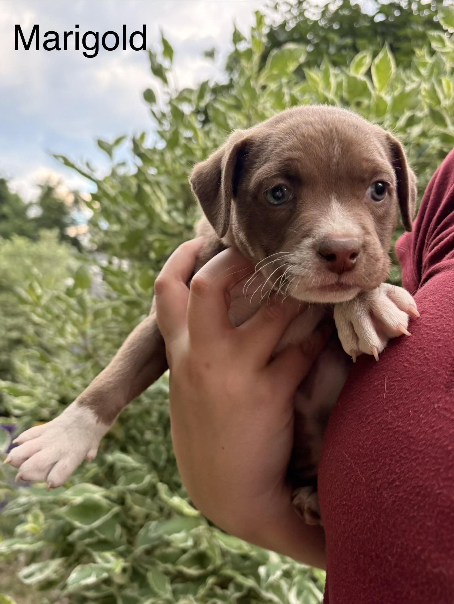 Enlarge Marigold Winner - Local Pup, a Adoptable mixed breed in Andover, MA image 3/4