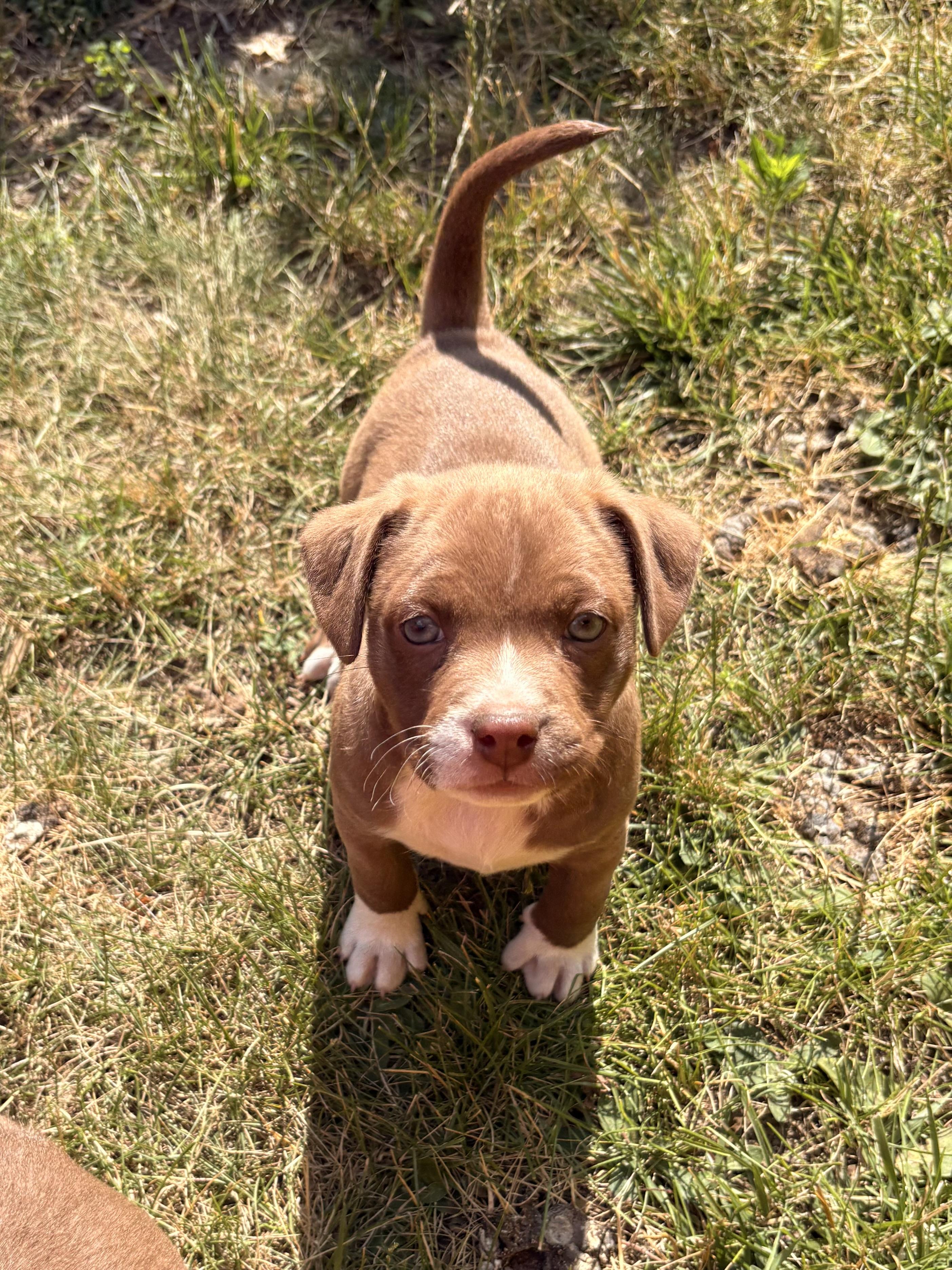 Enlarge Marigold Winner - Local Pup, a Adoptable mixed breed in Andover, MA image 2/4