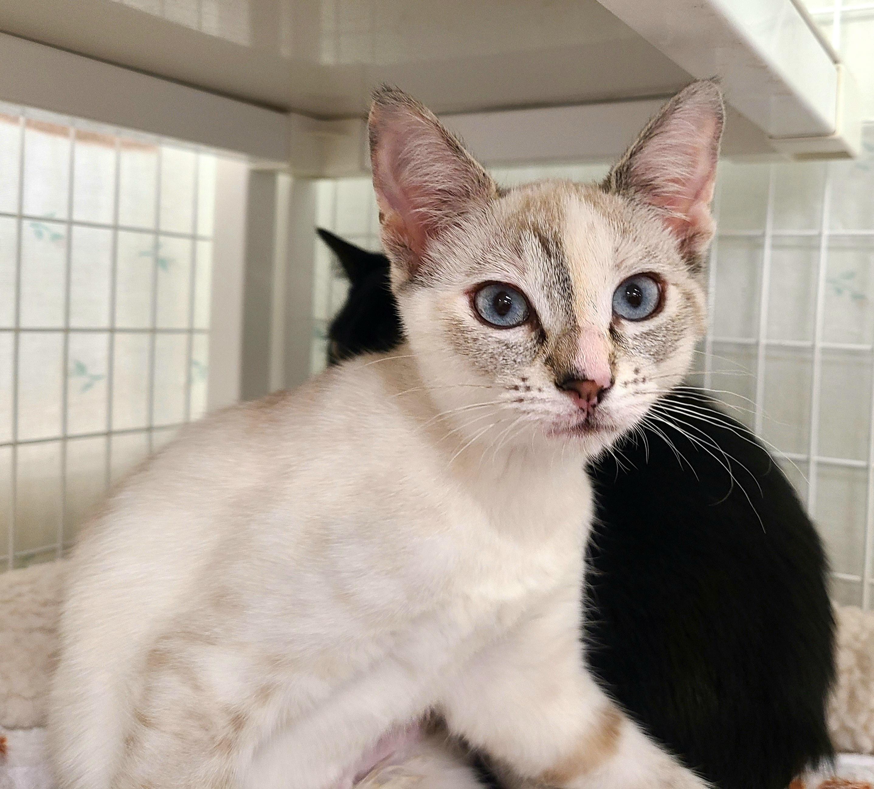 Enlarge Ghost & Serrano, a ADOPTABLE Siamese in Kirkland, WA image 1/2