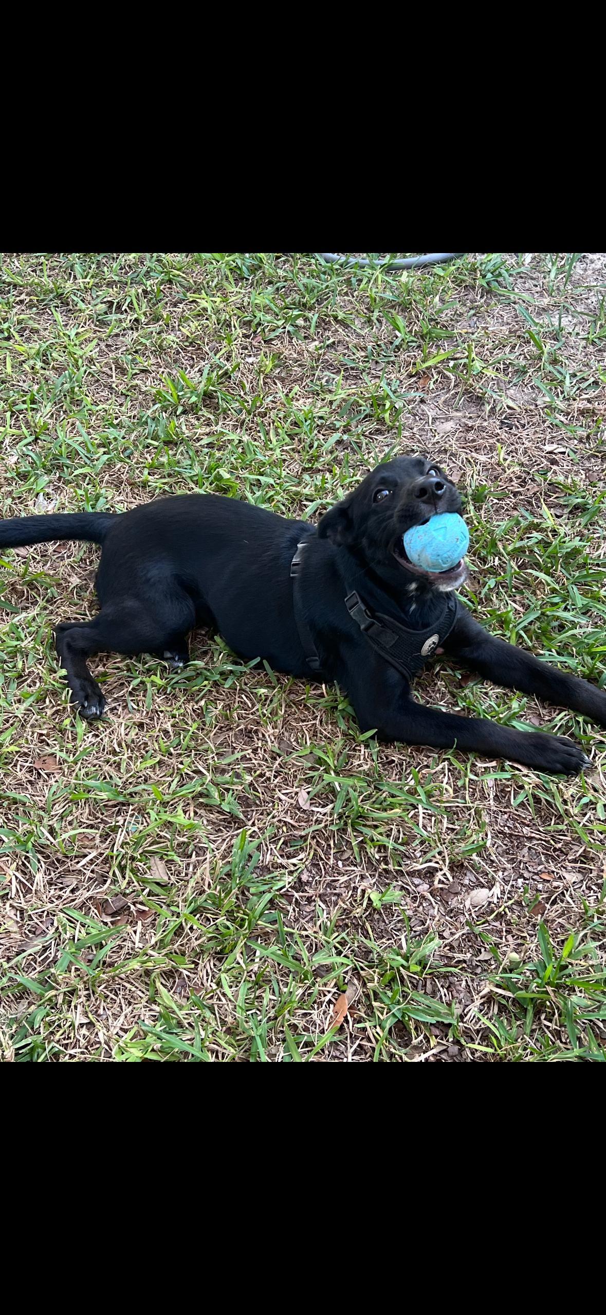 Harper