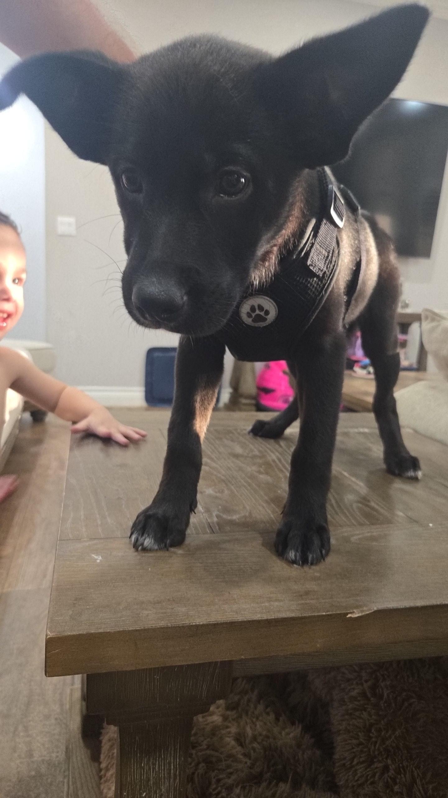 HARPER