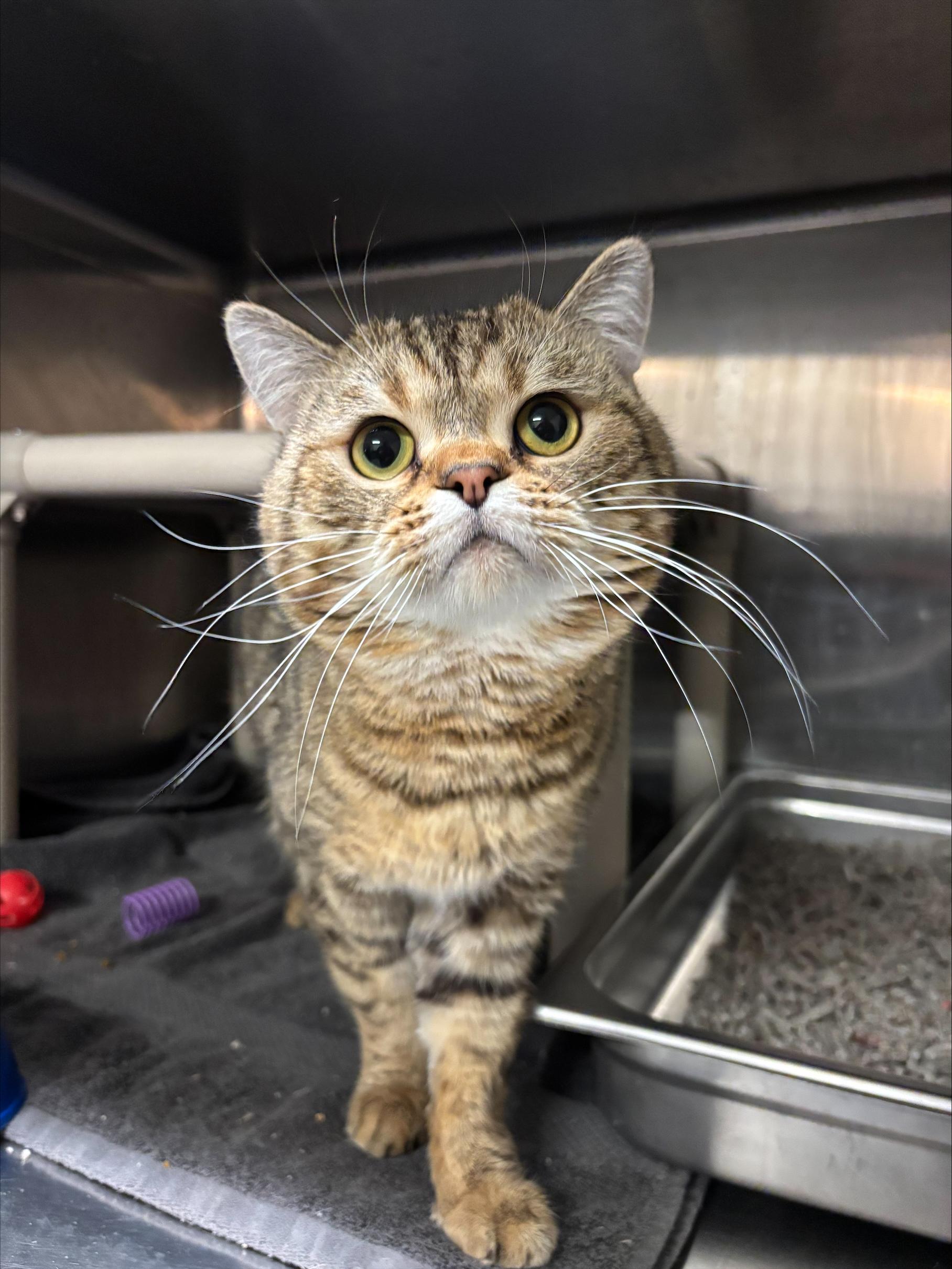 Ed CS-065/26, Adoptable, Adult Male Bengal & Domestic Short Hair.
