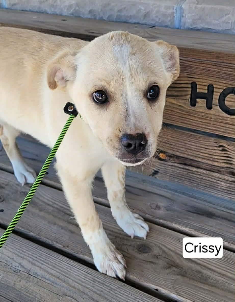 Enlarge Chrissy, a ADOPTABLE mixed breed in St. Clairsville, OH image 4/5