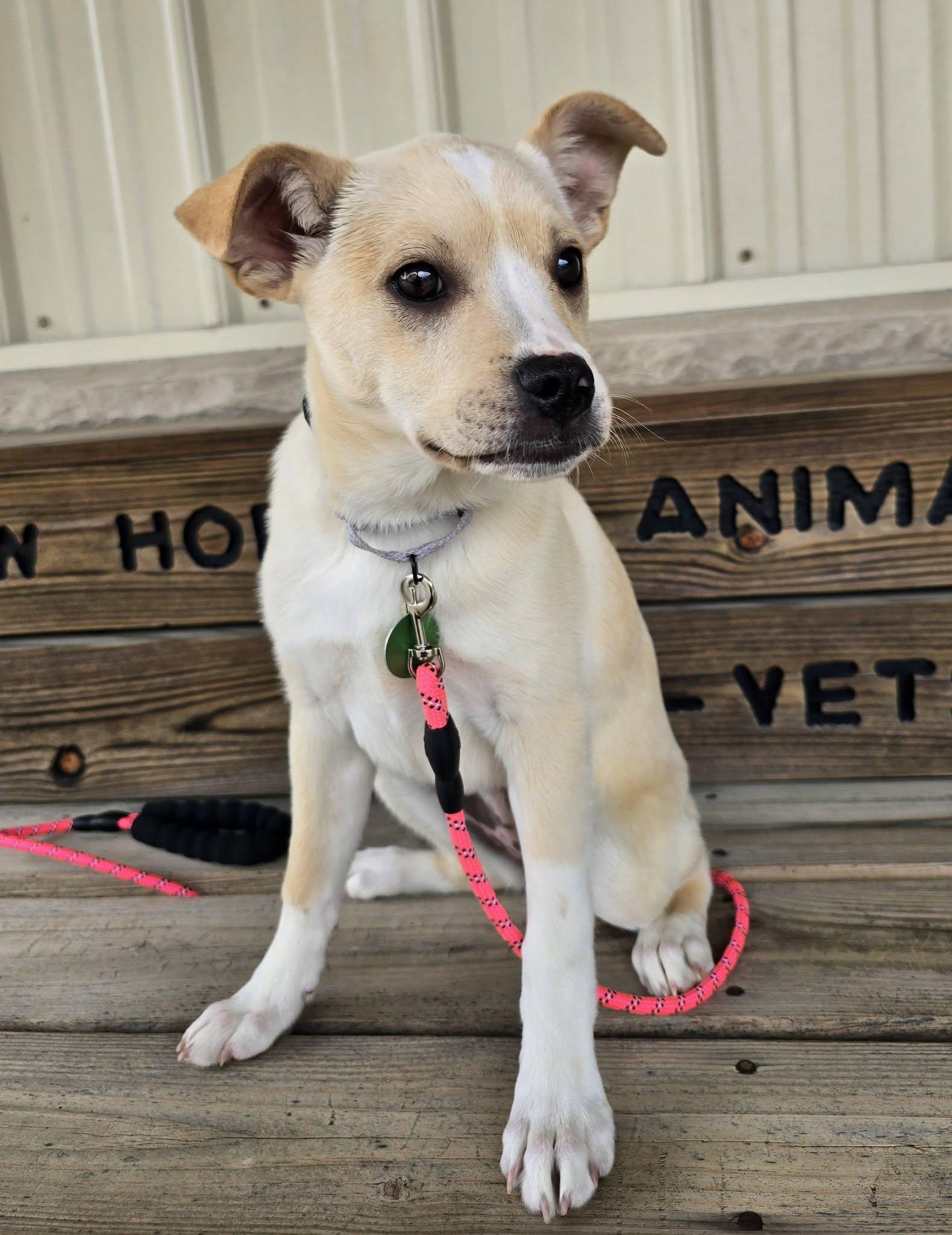 Chrissy, ADOPTABLE, Puppy Female American Eskimo Dog & Boxer.