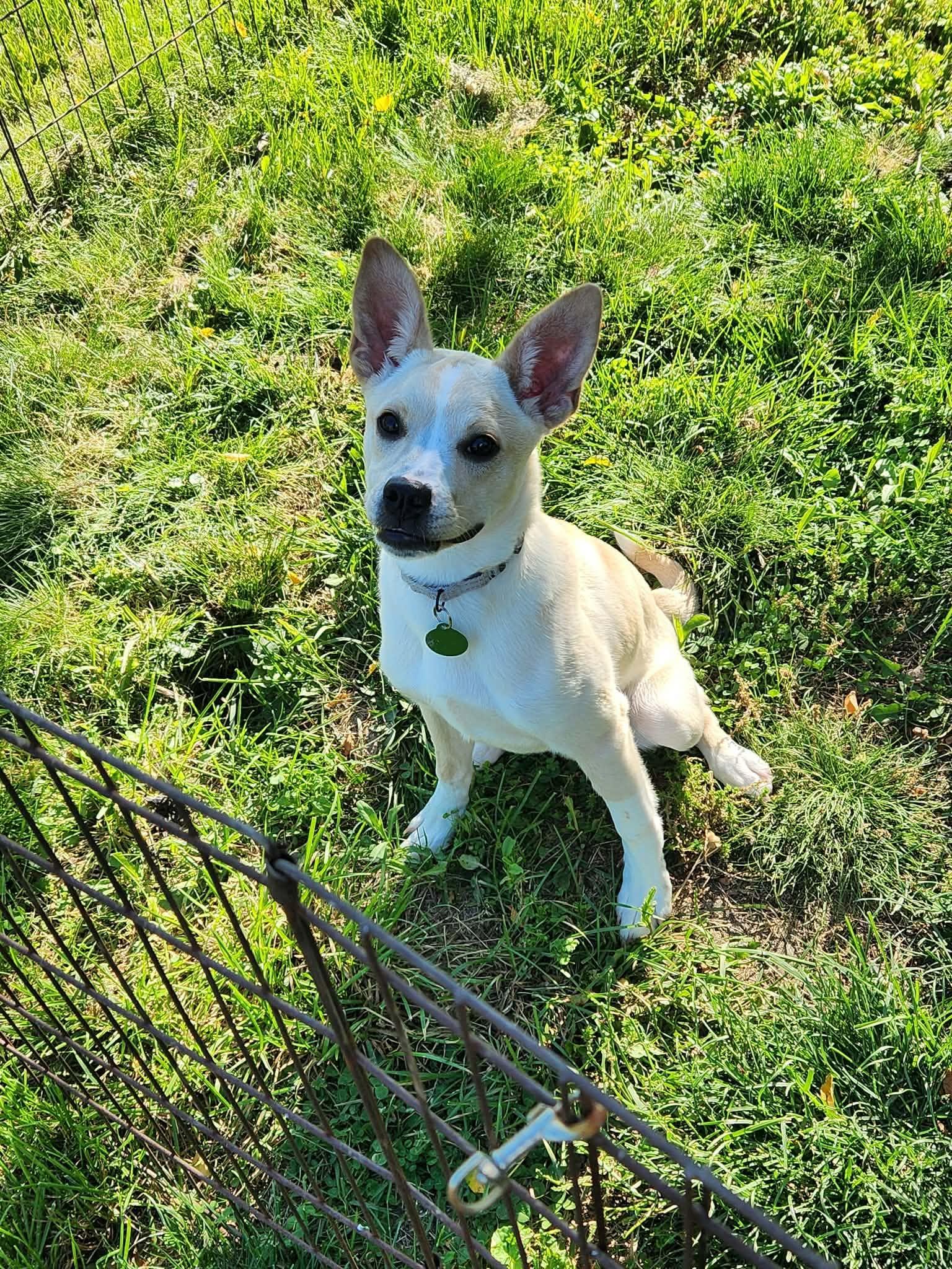 Enlarge Chrissy, a ADOPTABLE mixed breed in St. Clairsville, OH image 1/5