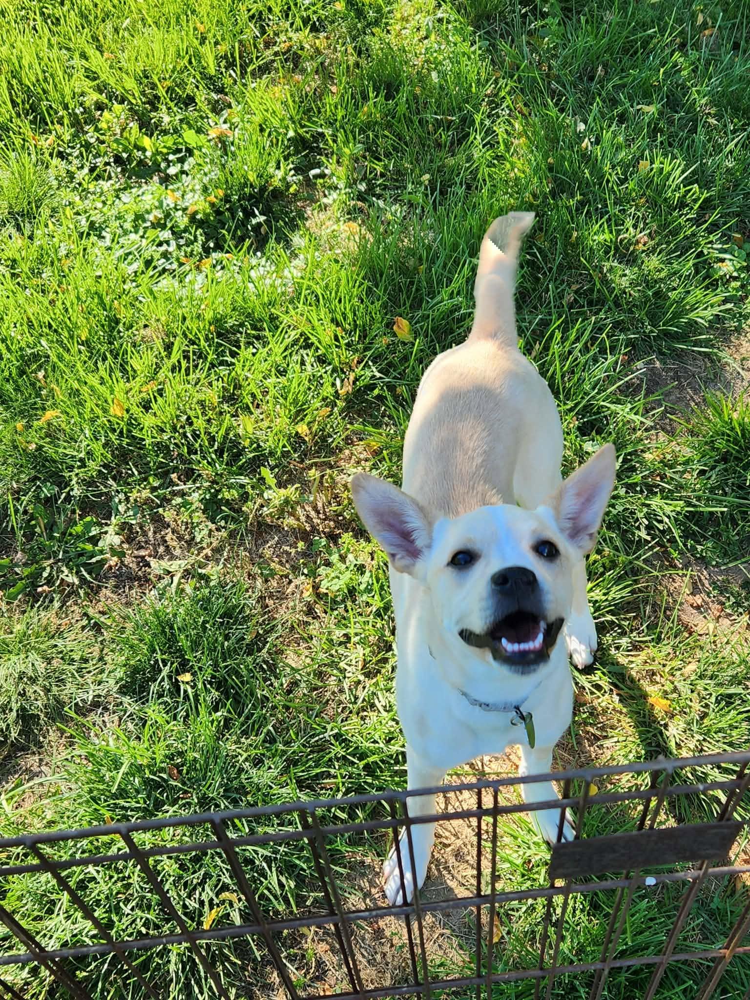 Enlarge Chrissy, a ADOPTABLE mixed breed in St. Clairsville, OH image 4/5